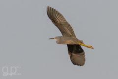 Egretta vinaceigula