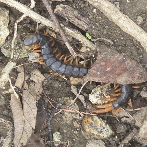 Red-headed Centipede