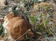 Podarcis melisellensis