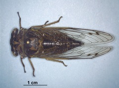 Neotibicen canicularis