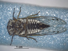 Neotibicen canicularis