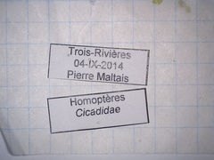 Neotibicen canicularis