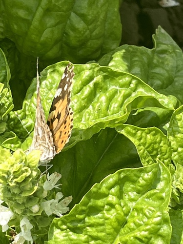 Painted Lady
