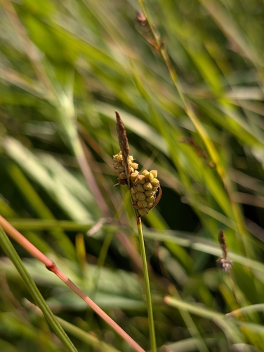 Carex tomentosa, photograph 1