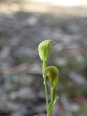Pterostylis parviflora