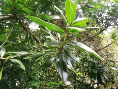 Chionanthus foveolatus