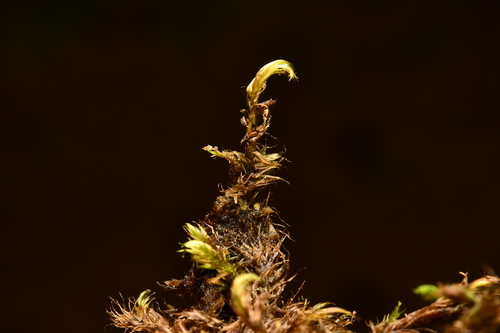 Warnstorfia fluitans observed 2026-07-10