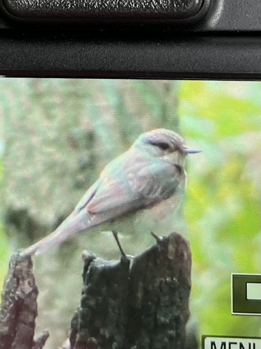 Spotted Flycatcher