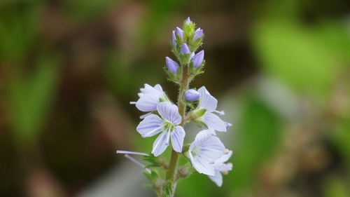 heath speedwell