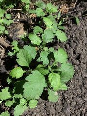 Dichrocephala integrifolia