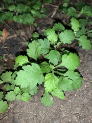 Dichrocephala integrifolia