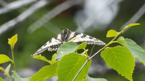 Canadian Tiger Swallowtail