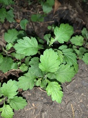 Dichrocephala integrifolia