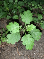 Dichrocephala integrifolia