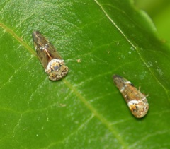 Idioscopus nitidulus