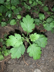 Dichrocephala integrifolia