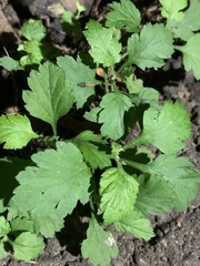 Dichrocephala integrifolia