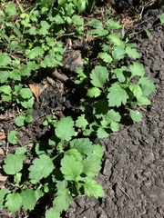 Dichrocephala integrifolia