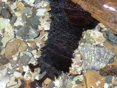 Holothuria leucospilota