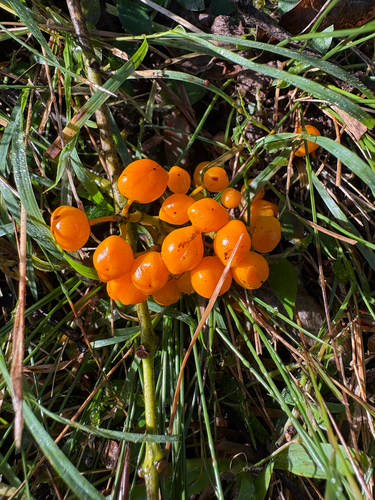 Emmenosperma alphitonioides observed 2026-07-11