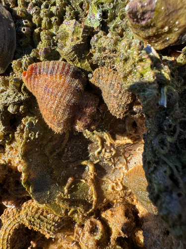 Cantharus erythrostoma observed 2026-07-11
