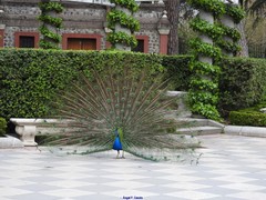 Pavo cristatus