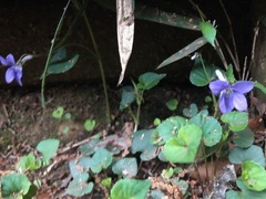 Viola grypoceras