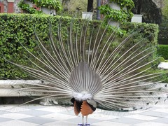 Pavo cristatus