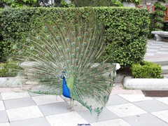 Pavo cristatus