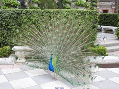 Pavo cristatus
