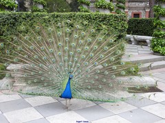 Pavo cristatus