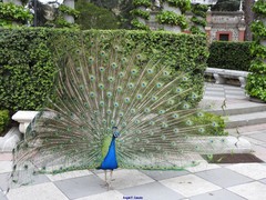 Pavo cristatus