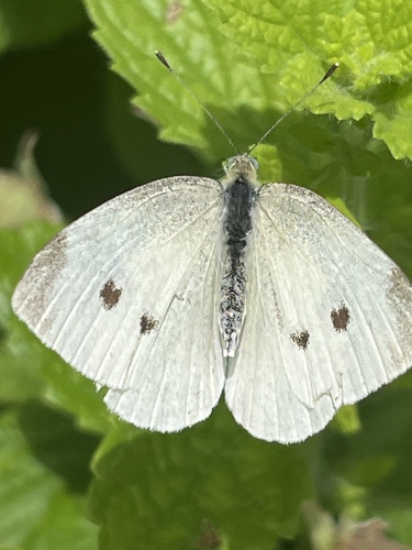 Small White