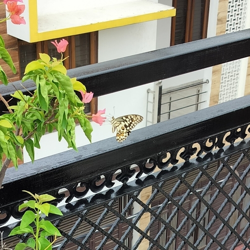 Lime Swallowtail