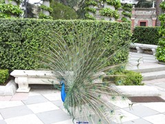 Pavo cristatus