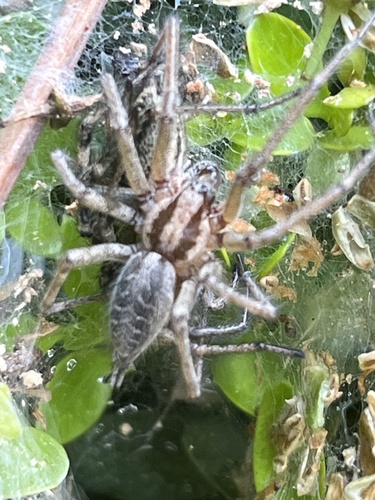 Labyrinth spider