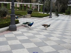 Pavo cristatus