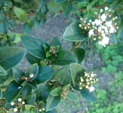 Viburnum tinus