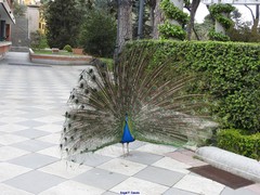 Pavo cristatus
