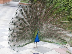 Pavo cristatus