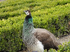 Pavo cristatus