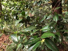 Camellia japonica
