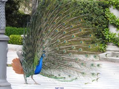 Pavo cristatus