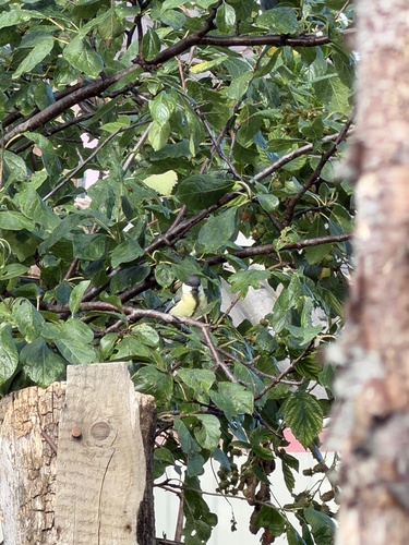 Great Tit