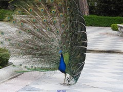 Pavo cristatus