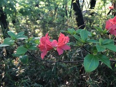 Rhododendron
