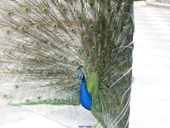 Pavo cristatus