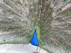 Pavo cristatus