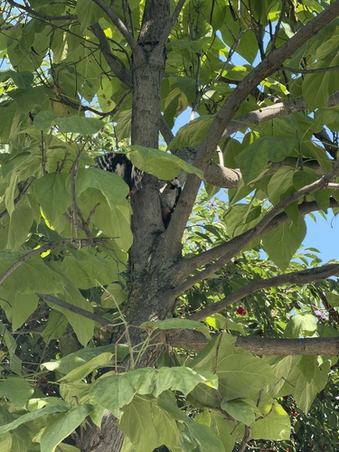 Syrian Woodpecker