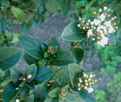 Viburnum tinus